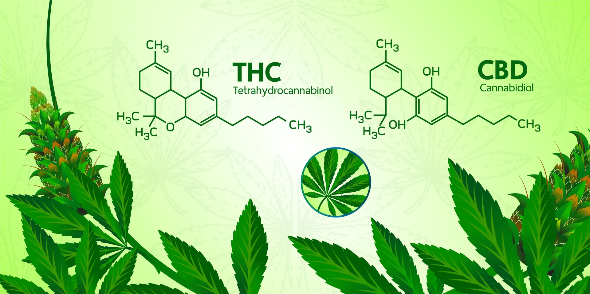Cannabis Legale: Differenza tra THC e CBD